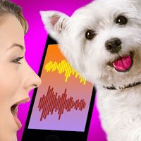 Androidの 犬翻訳シミュレータ アプリ 犬翻訳シミュレータ を無料ダウンロード