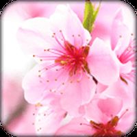 Ícone do apk Sakura Papel de Parede