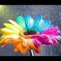 Rainbow Flower Live Wallpaper APK