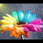 Ícone do apk Rainbow Flower Live Wallpaper
