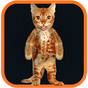 Real Talking Cat apk icon