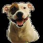 Cão pitbull De Parede Vivo APK