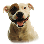 Pitbull Dog Live Wallpaper APK
