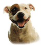 Pitbull Fondo Animado apk icono