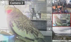 Imagem 3 do Viewer for ICam IP cameras