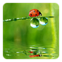 Ladybug Live Wallpaper apk icon
