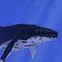 océan baleine fond écran animé APK