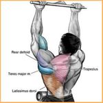 Imagem 2 do Exercícios Musculares corpo
