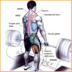 Imagem 4 do Exercícios Musculares corpo