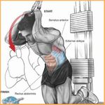 Imagem 5 do Exercícios Musculares corpo