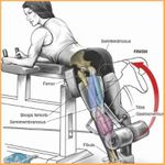 Imagem 6 do Exercícios Musculares corpo