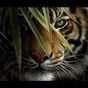 Ícone do apk Big Cat Live Wallpaper