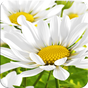 My Flower 3D Live wallpaper APK