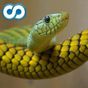 Reptilien-Arten-Quiz APK Icon