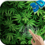 Marijuana Fond d'écran animé APK