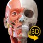 Muscular System - 3D Anatomy apk icon
