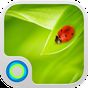 Ícone do apk Miss Ladybug Hola Theme