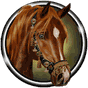 APK-иконка Арабская Лошадь Обои