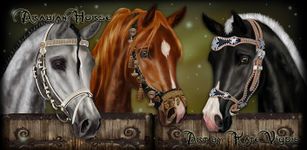 Gambar Arabian Horse Wallpaper 7