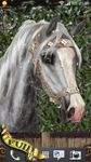 Gambar Arabian Horse Wallpaper 5