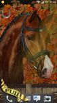 Gambar Arabian Horse Wallpaper 2