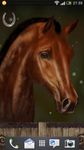 Gambar Arabian Horse Wallpaper 1