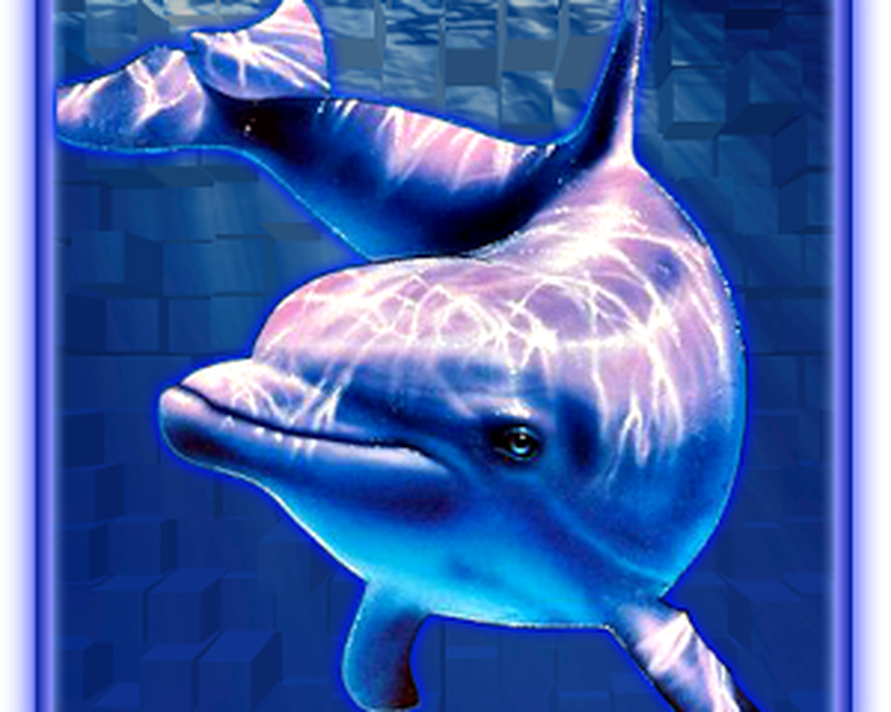 Dolphin pearl deluxe free