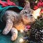 Ícone do apk Natal quebra-cabeça Gatos