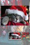 Imagem 1 do Natal quebra-cabeça Gatos