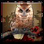 Ícone do apk Owl Wallpaper