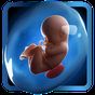 Ikon apk PregApp - 3D Pregnancy Tracker