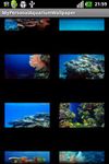 Imagem 8 do My Personal Aquarium Wallpaper