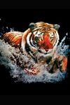 Imagem 3 do 3D Tiger