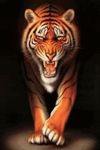 Imagem 7 do 3D Tiger