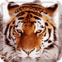Ikona apk Tygrysy Animowana Tapeta
