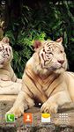 Gambar Harimau Putih Wallpaper 1