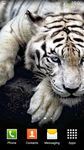 Gambar Harimau Putih Wallpaper 8