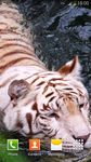 White Tiger Live Wallpaper image 6