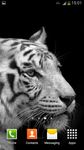 Gambar Harimau Putih Wallpaper 5