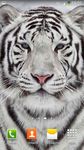 Картинка 4 Белый Тигр Живые Обои