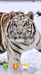 Gambar Harimau Putih Wallpaper 2