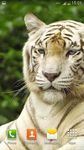 Weiße Tiger Live Hintergrund Bild 