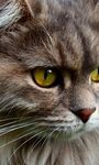 Imagem 2 do Gatinho 3d Wallpapers