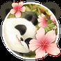 Cute Baby Panda Theme apk icon