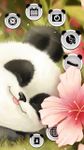 Cute Baby Panda Theme image 12