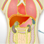 Ícone do apk Anatomia Humana