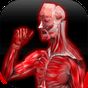 Ícone do apk Anatomy Muscles