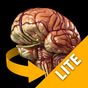 Ícone do apk Brain 3D Anatomy Lite
