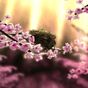 Ícone do 3D Sakura Live Wallpapers HD