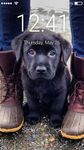 Cute Black Labrador Puppies Screen Lock image 